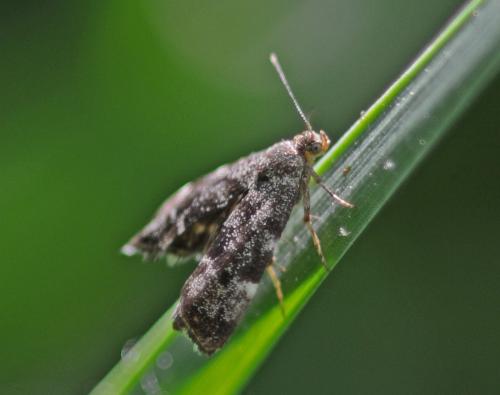 Anthophila fabriciana